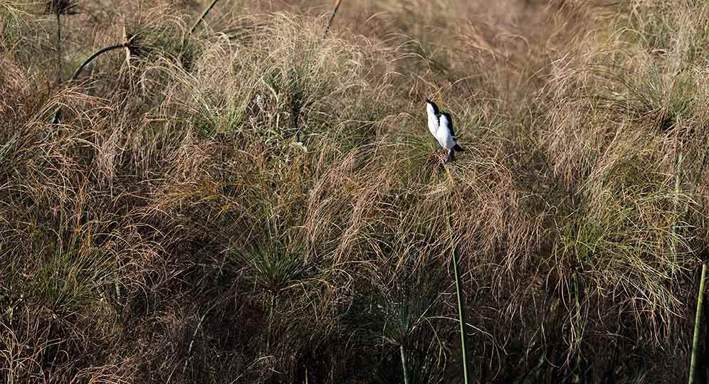 Swamp Boubou pair